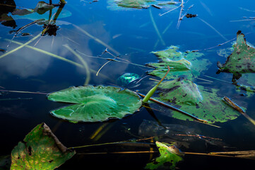Green crushed can and plastic bag in a public pond surrounded by dying water lilies