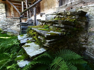 Treppe mit Moos überwachsen