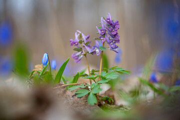 Purple Flowers in Spring - 390569204