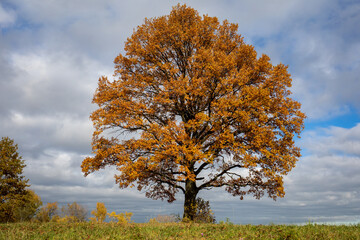 Oak tree with golden autumn foliage in sunny  day. Colorful autumn landscape.