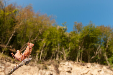 European dwarf mantis (Ameles spallanzania) in its habitat, Italy.