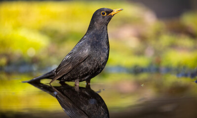 Blackbird