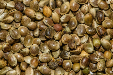 hemp seeds in detail, backdrop