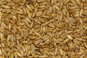 peeled oat grain seeds in detail