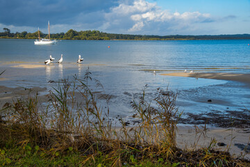 Pelicans, boat and seagulls in the storm light