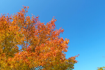真っ赤な紅葉と青空