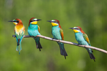 The bee-eaters - 390570683