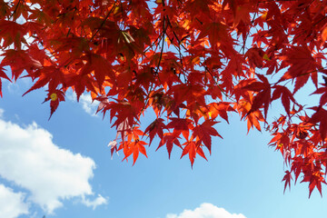 真っ赤な紅葉と青空