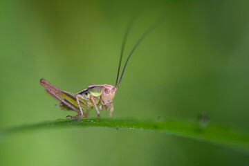 The little Grasshopper