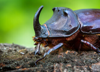 The close up of rhinoceros beetle - obrazy, fototapety, plakaty