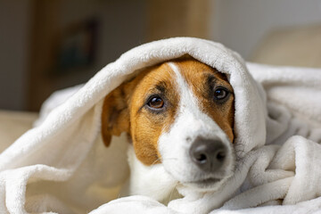 funny jack russell terrier warming himself under a white blanket, comfort, horizontal,