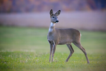 The Roe deer