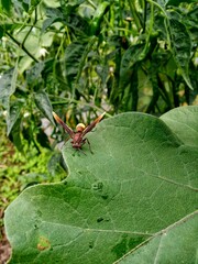 ants on a leaf