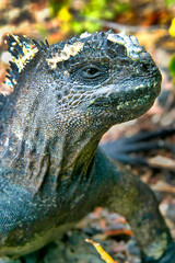 Marine Iguana, Amblyrhynchus cristatus, Galapagos National Park, Galapagos Islands, UNESCO World Heritage Site, Ecuador, America