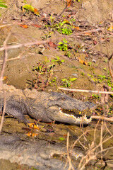 Mugger Crocodile, Crocodylus palustris, Wetlands, Royal Bardia National Park, Bardiya National Park, Nepal, Asia