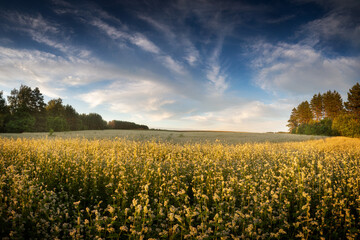 Fototapeta na wymiar Summer Evening and Field of Buckwheat