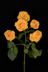 Bush rose on a black background