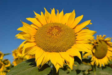 Obraz premium blooming sunflowers with blue sky in the background