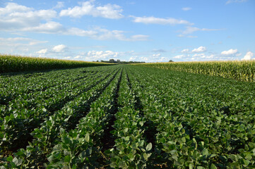 Fototapeta na wymiar green soybean field in the spring, Vojvodina