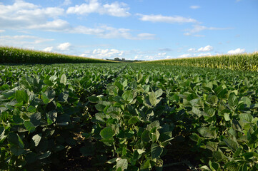 Fototapeta na wymiar green soybean field in the spring, Vojvodina