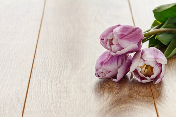 Beautiful lilac tulips on wooden boards. Top view.