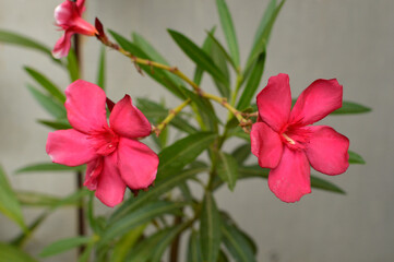 branch of pink blooming oleander close up