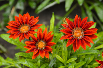 blooming red gazania, treasure flower, with water drops