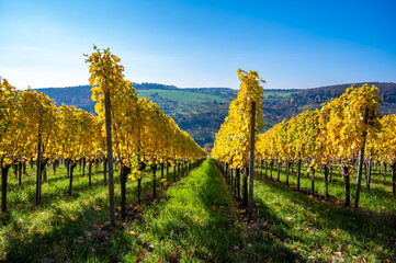 Struempfelbach - Vineyards at Weinstadt region - beautiful landscape in autum close to Stuttgart, Baden-Wuerttemberg, Germany