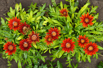blooming red gazania, treasure flower, with water drops