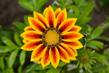 blooming yellow gazania, treasure flower, with water drops