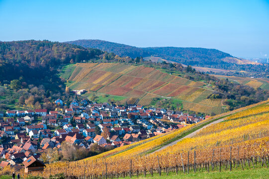 Struempfelbach - Vineyards at Weinstadt region - beautiful landscape in autum close to Stuttgart, Baden-Wuerttemberg, Germany