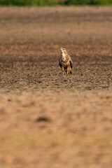 Buzzard bird of prey sits in a pasture in brown sand, buteo buteo, in front view