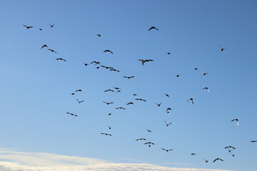 birds in flight