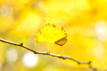 Obraz premium 秋のイチョウの葉っぱ