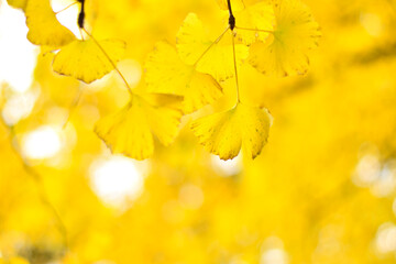 秋のイチョウの葉っぱ