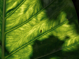 Big leaf texture with a fly, backlited with the sun