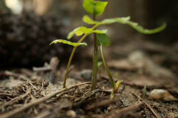 New Life Little Tree Macro Photography