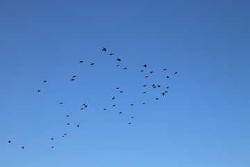 birds in the sky