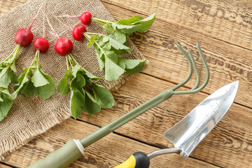 Ripe red radishes with garden tools on sackcloth and wooden boards.
