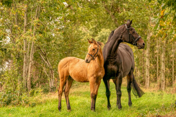 Fototapeta premium A mare with a foal standing on a forest path surrounded by autumn colors