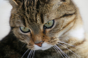 portrait d'un chat tigré européen