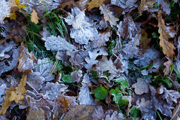 the first frosts in autumn on oak leaves