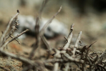 Beautiful closeup of forest mushrooms. Gathering mushrooms. Mushrooms photo, forest photo, forest background
