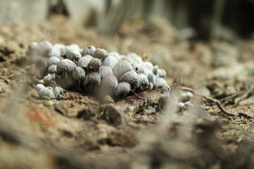 Beautiful closeup of forest mushrooms. Gathering mushrooms. Mushrooms photo, forest photo, forest background
