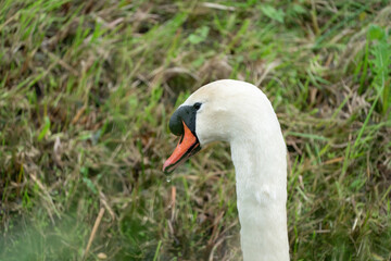White Mute Swan with water drops on its beak