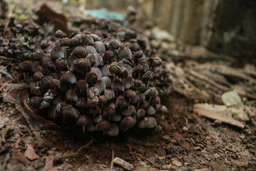 Beautiful closeup of forest mushrooms. Gathering mushrooms. Mushrooms photo, forest photo, forest background
