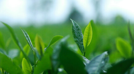 Fototapeta premium green leaf and blue sky