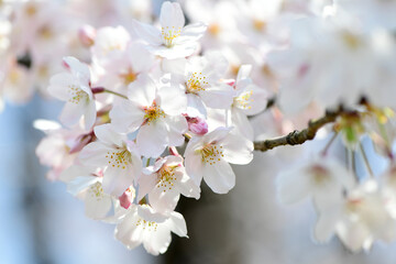 Obraz premium さくら