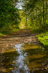 Landscape with autumn forest in the sunny day. Yellow and green forest in the fall season.