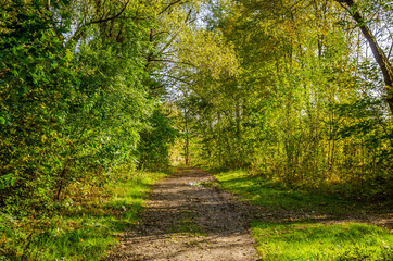 Fototapeta premium Landscape with autumn forest in the sunny day. Yellow and green forest in the fall season.